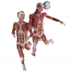 Body Worlds - calciatori (1)