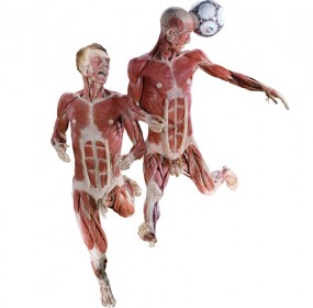 Body Worlds - calciatori (1)